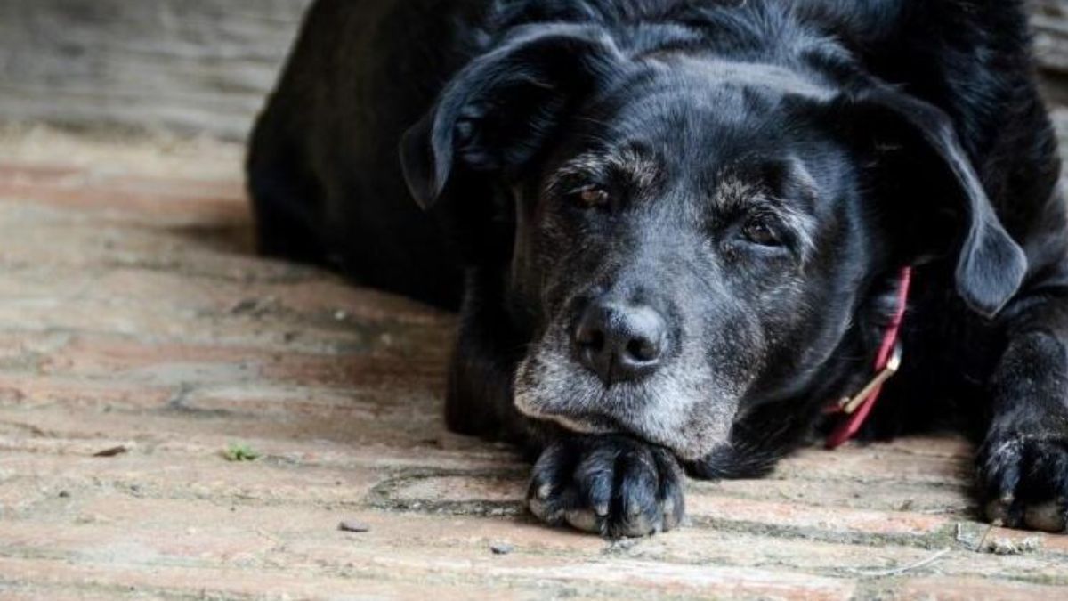 Buscan que las mascotas sean consideradas familias y solicitar una licencia especial en su muerte.