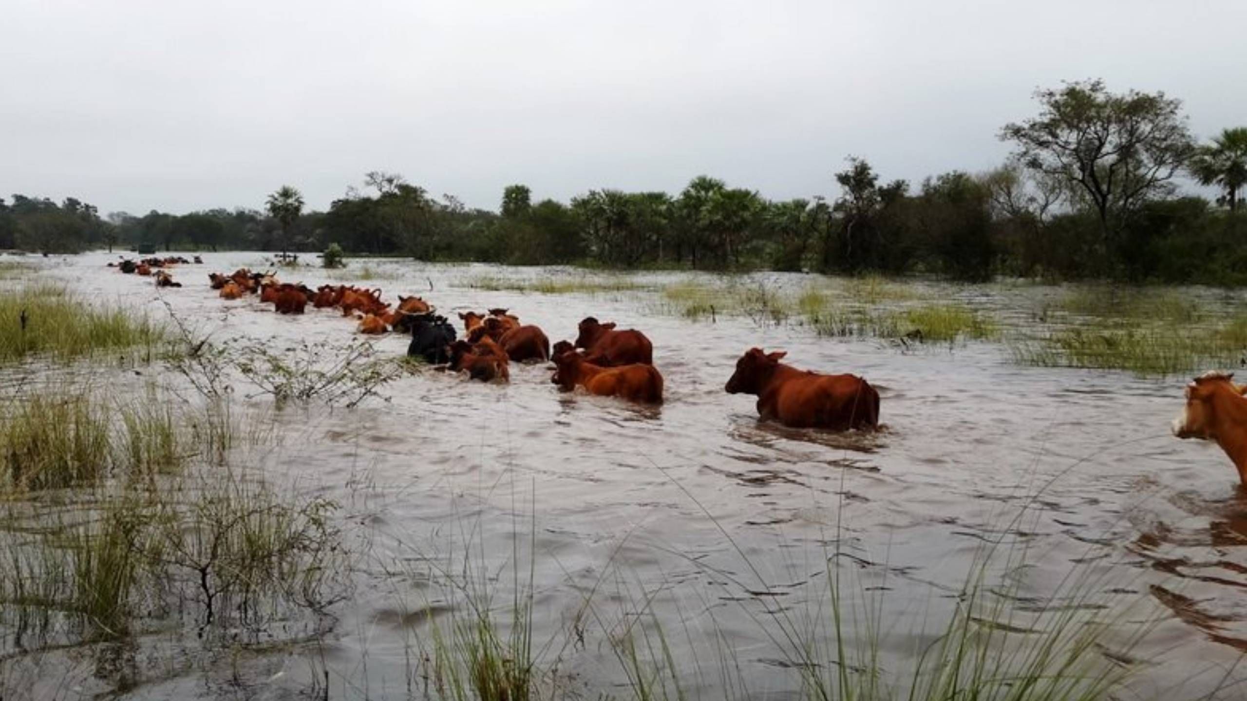 el nino en chaco: mas de 500 animales afectados y dramaticos rescates en medio de las inundaciones