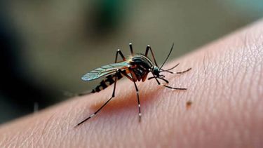 Hay varios casos sospechosos de chikungunya en Jujuy: qué se sabe sobre los pacientes