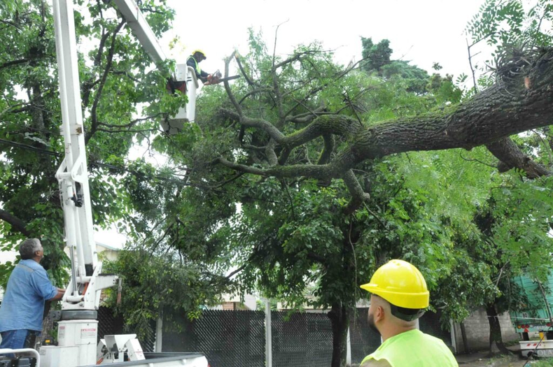 Antes del otoño, el municipio pidió evitar la mutilación del arbolado urbano y recordó cómo tramitar una poda o extracción de árboles en la vereda.