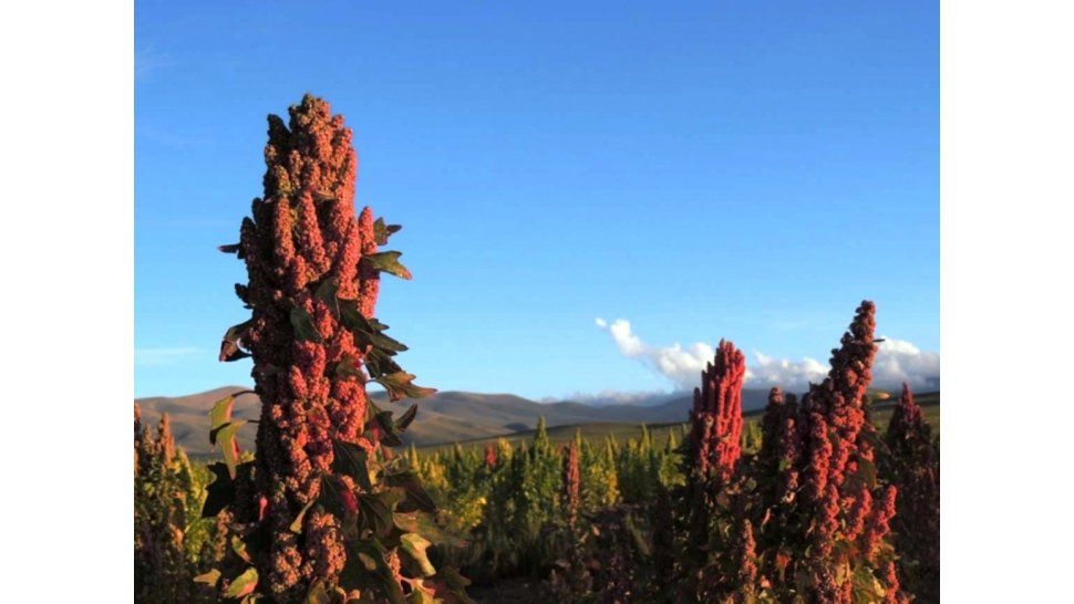 Festival de la quinoa en Yavi