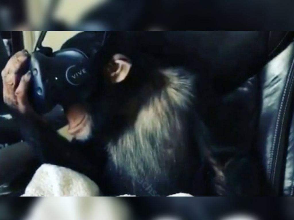 Chimpancé con realidad virtual