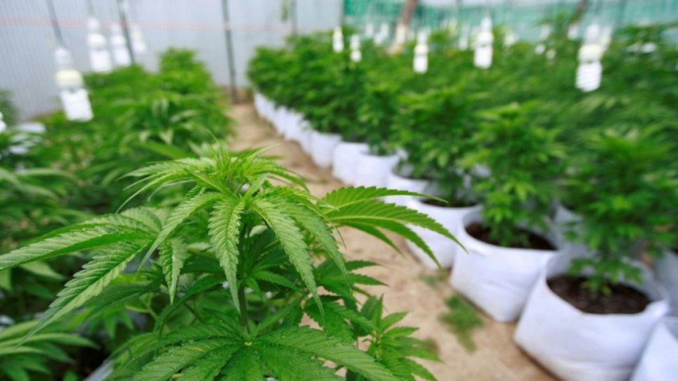 Cannabis medicinal: se pagan más de 110 mil pesos por kilo