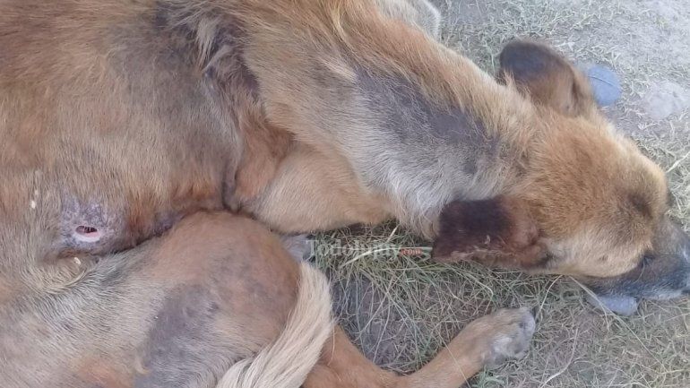 Beto, perrito abandonado