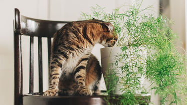 Al convivir con algunas especies de plantas ornamentales, los gatos están en riesgo de sufrir intoxicación. Por eso, hay que conocer qué tipo de especies vegetales se ingresan en el hogar (Getty Images)