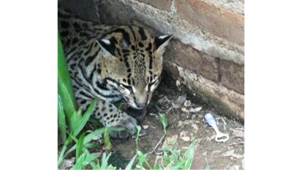Ocelote en una casa