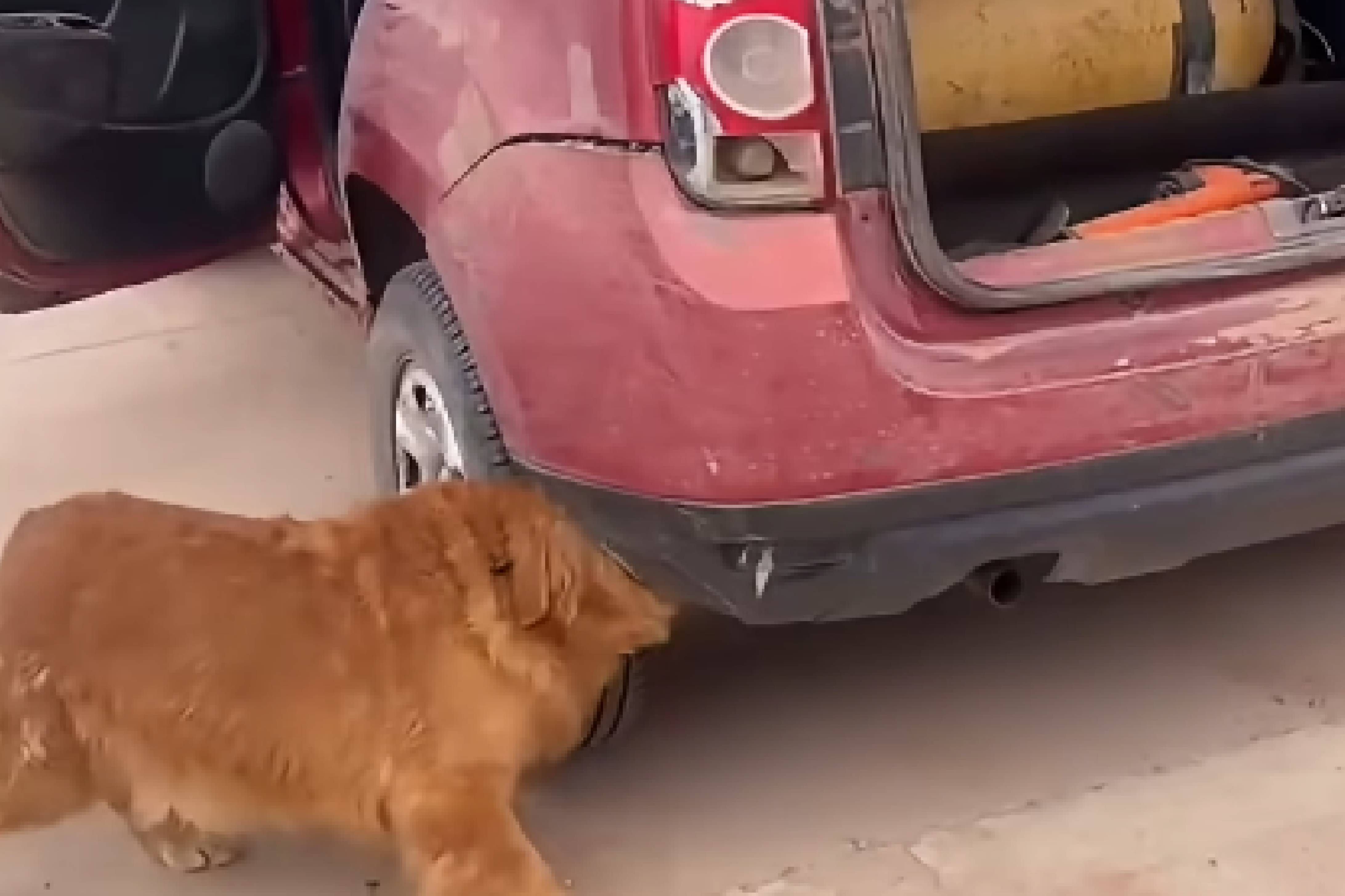 Santiago del Estero: un perro detectó 53 kilos de marihuana ocultos en un auto