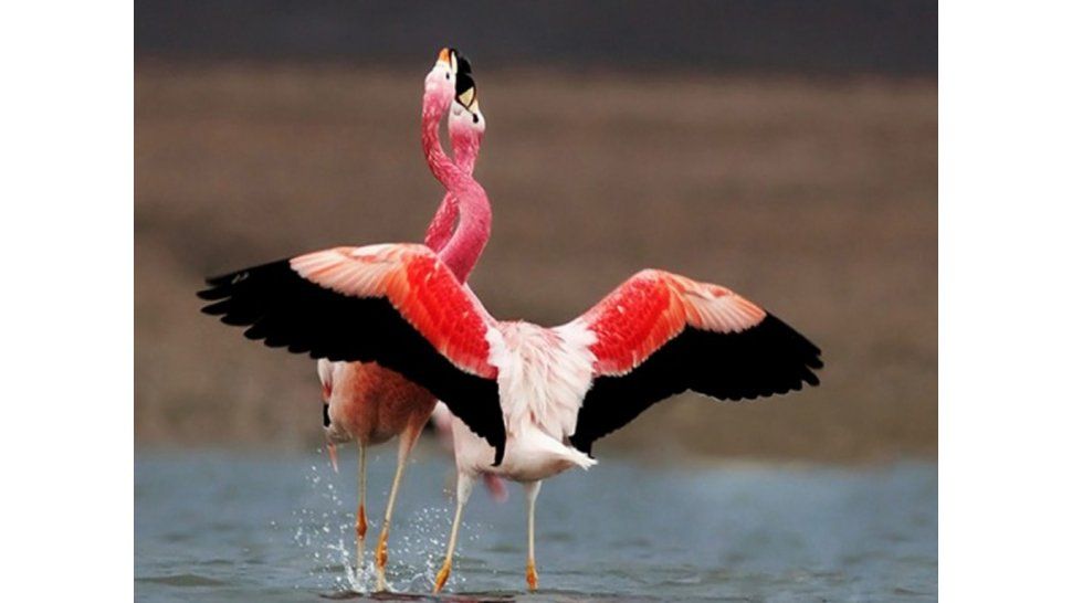 Flamencos