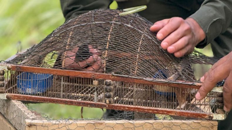 Rescatan 25 loros en Salta y liberan nueve aves silvestres en su hábitat natural