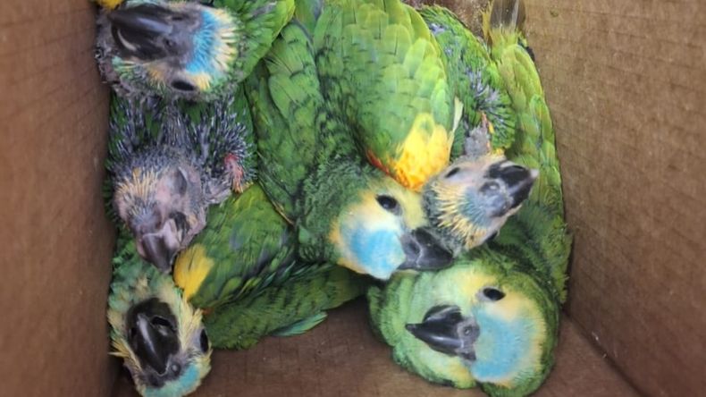 Loros habladores rescatados.