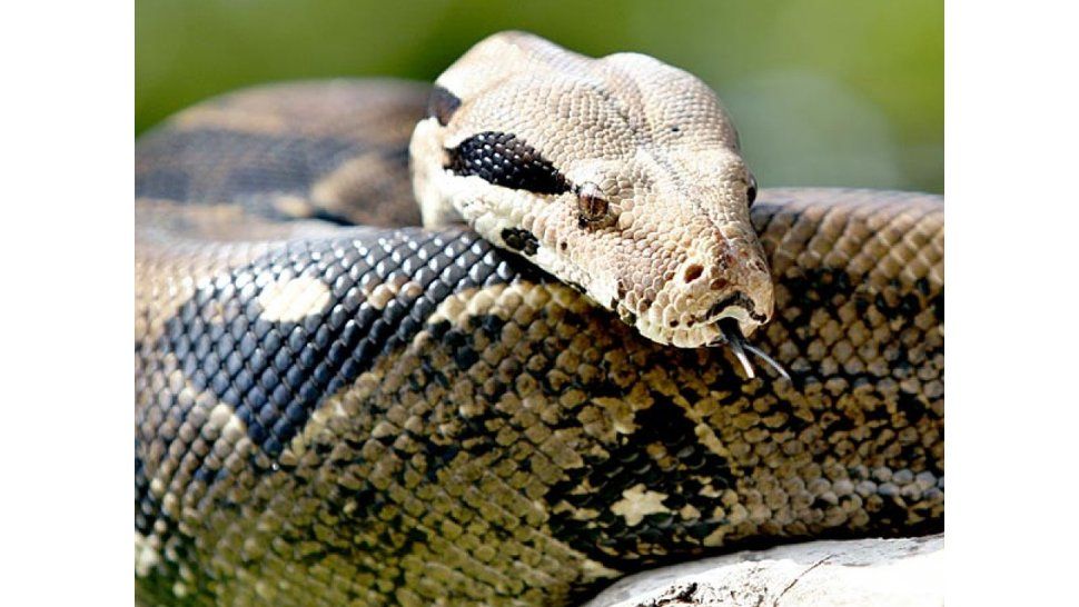 Boa
