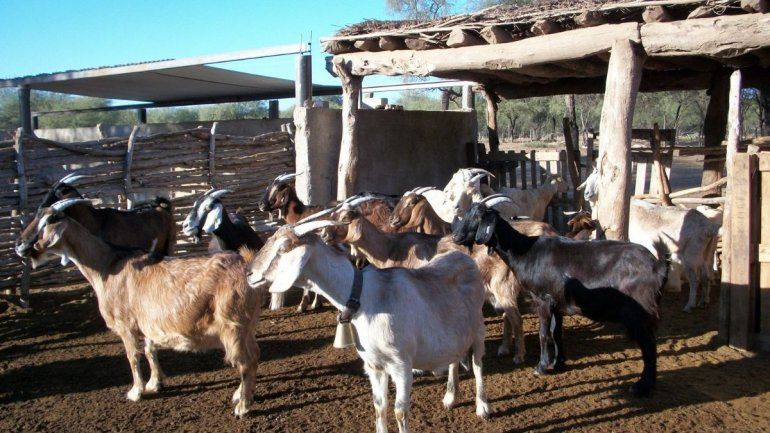 Jujuy estudia el avance de la brucelosis caprina