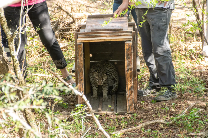 Liberaci&oacute;n del ocelote.