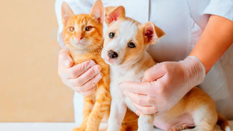 Mascotas: cuáles son las vacunas esenciales para perros y gatos