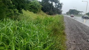 Pastizales en rutas de Jujuy Pastizales en rutas de Jujuy