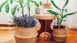 Las 5 plantas aromáticas que perfuman tu casa y ahuyentan insectos. Las 5 plantas aromáticas que perfuman tu casa y ahuyentan insectos.