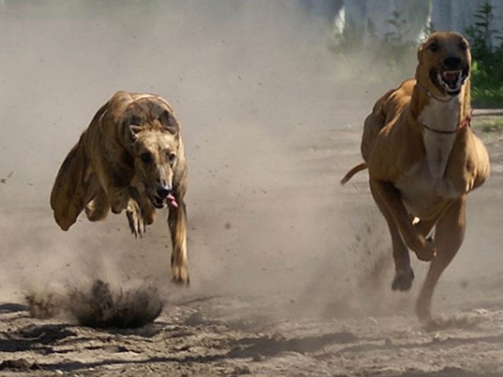 carreras de galgos
