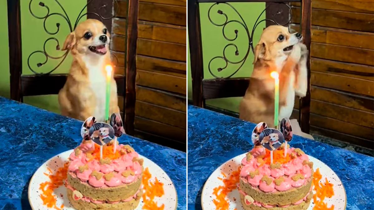 Le organizaron un cumpleaños a su chihuahua y su reacción conmovió a todos. &nbsp;