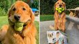 Así es la vida del perro que alcanzó un insólito récord: sostener 6 pelotas de tenis a la vez.