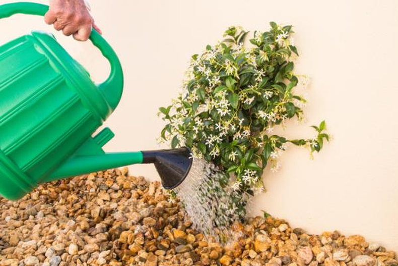 Riego del Jazmín. Esta planta puede soportar temperaturas de hasta -10°C. Según el portal español especializado Verdecora "es capaz de crecer en casi cualquier parte".