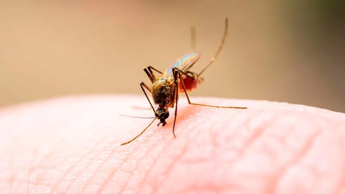 Estos chicos viven en el campo y compartieron el remedio casero para atrapar a los mosquitos.