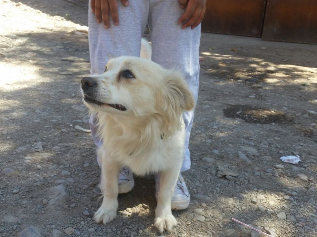 El perro que alertó la situación