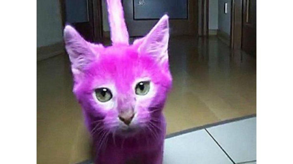 Gato rosado
