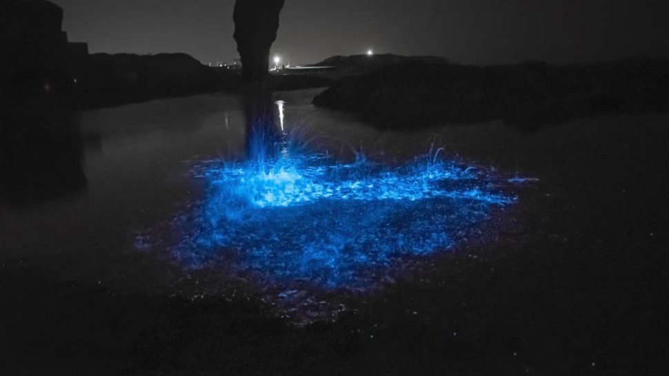 ¿Qué provoca que el mar se tiña de tonos azules brillantes?