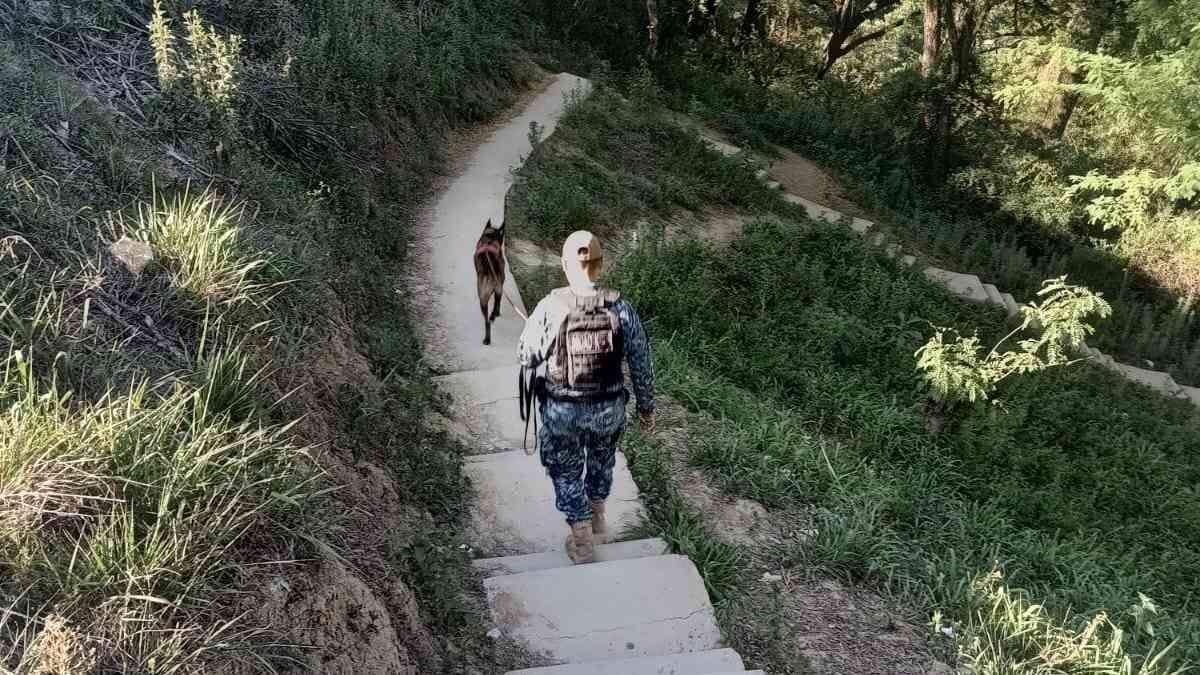 Roco, el perrohéroe que reunió a un adolescente con su familia