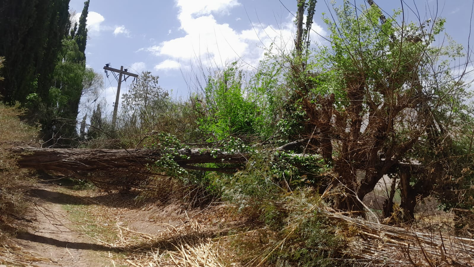 se normalizo el servicio electrico en la quebrada despues de un corte por la caida de arboles