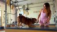 Un perro de 15 años volvió a correr gracias al Pilates tras perder la movilidad.