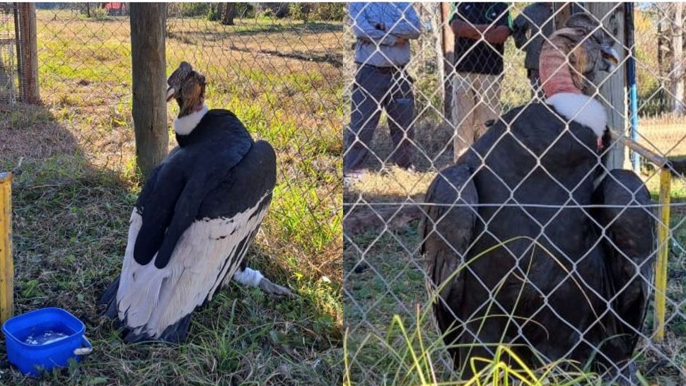 CAFAJu el cóndor rescatado en Purmamarca se recupera