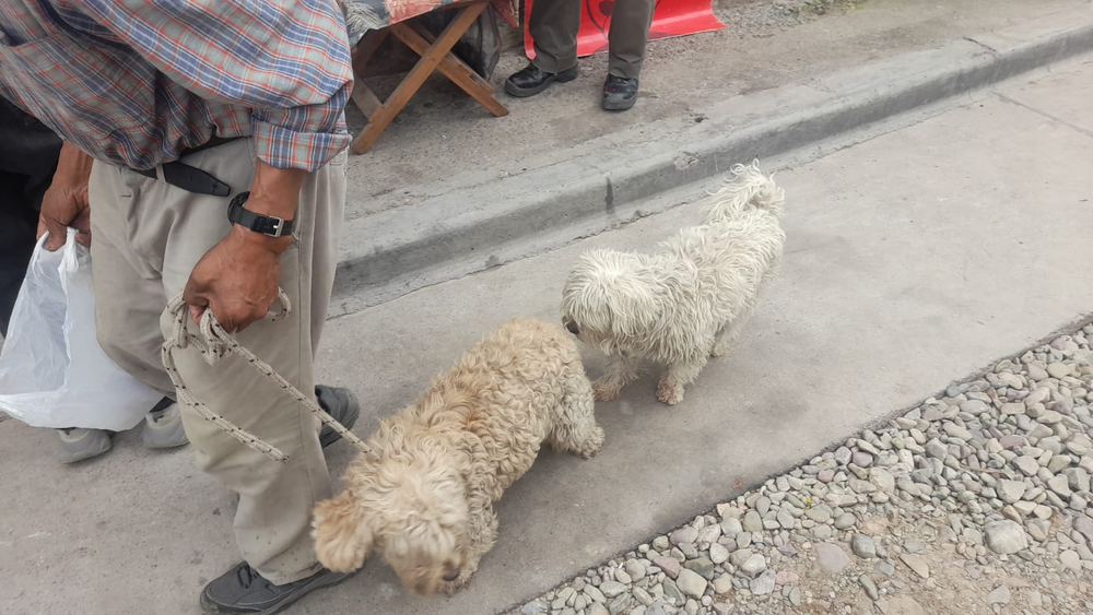 Desde zoonosis en Chijra remarcaron que la castración sigue siendo clave para frenar el abandono animal.