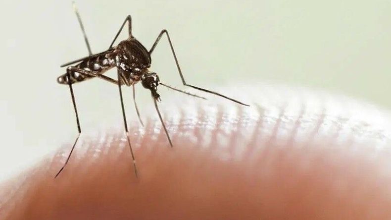 Serotipos de dengue que circulan en Jujuy