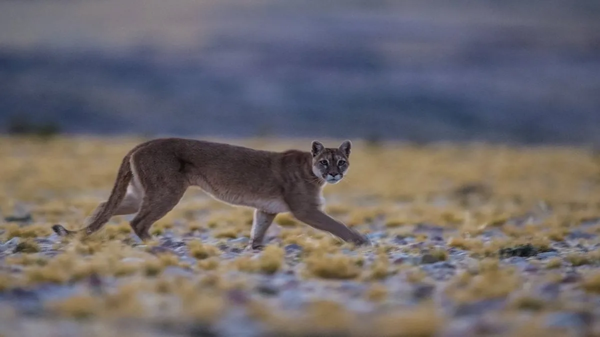 Puma en la Puna jujeña