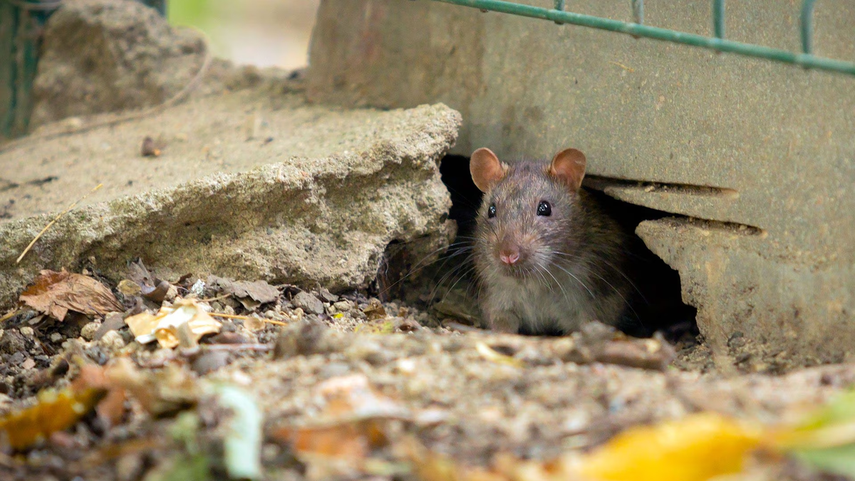 Cómo saber si hay ratas en casa y cómo evitarlas