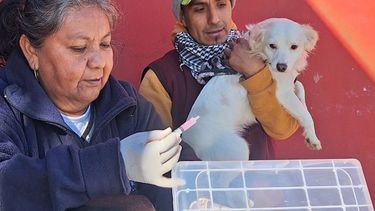Campañade Vacunación Antirrábica en San Salvador de Jujuy