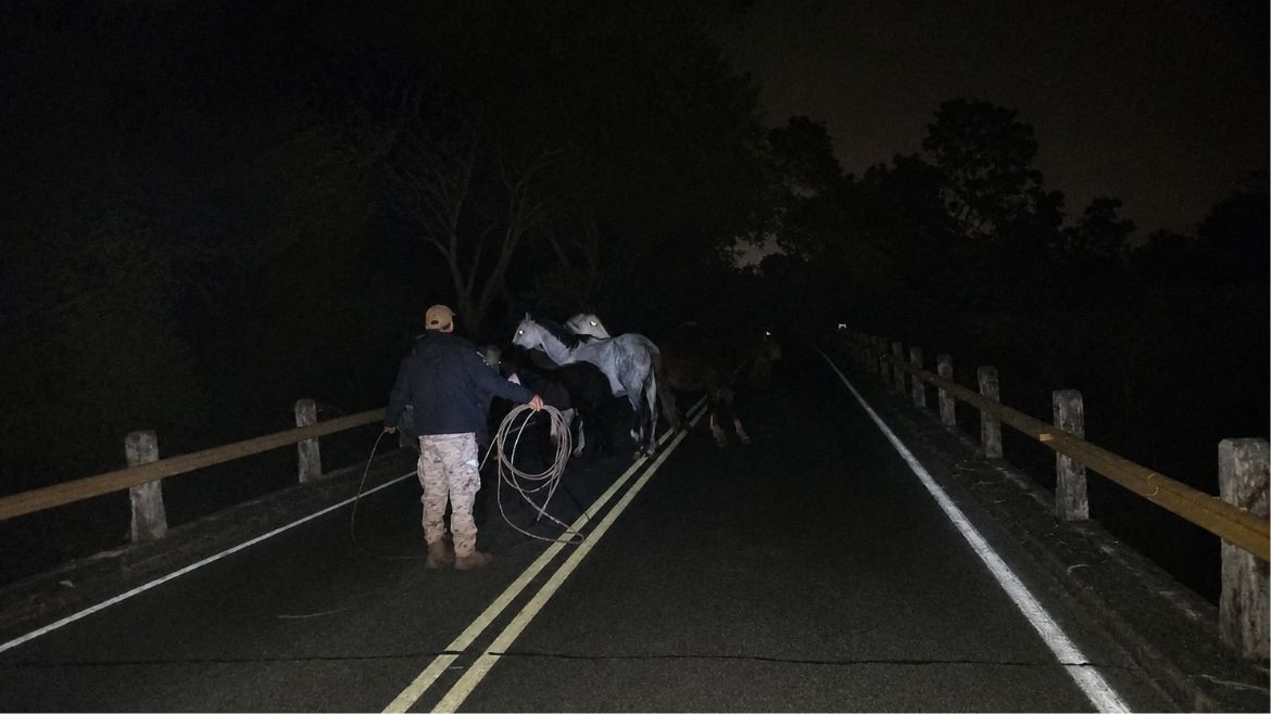 Peligro vial en Palpalá: ocho caballos sueltos fueron secuestrados en Ruta 56