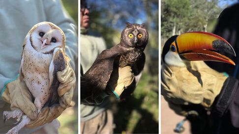 Todo Jujuy | aves.jpg