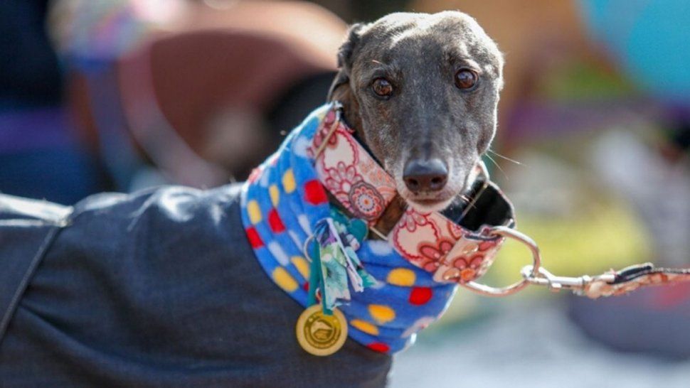 maltrato animal: una abogada representara a tres galgos
