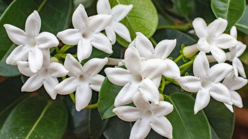 El truco infalible para que tus jazmines exploten de flores