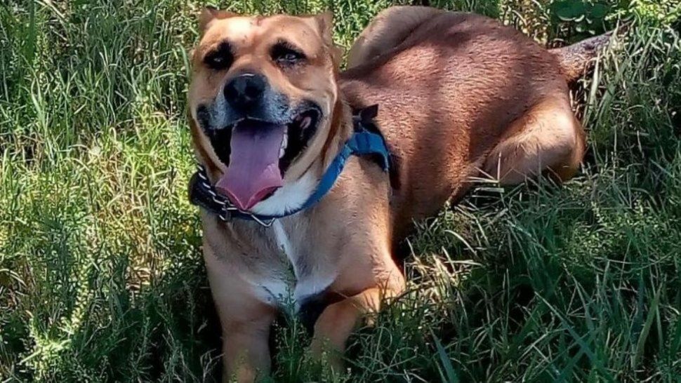 Asesinó a la perrita de su vecina porque le comió la planta de marihuana