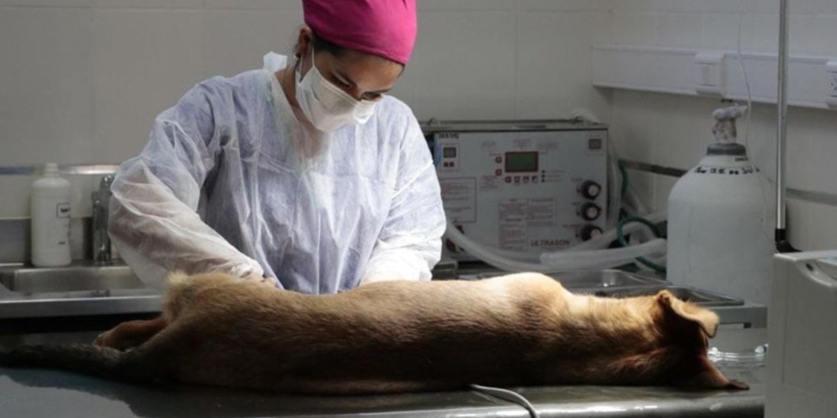 Más de 15 mil castraciones y nuevo operativo barrial para esta semana Más de 15 mil castraciones y nuevo operativo barrial para esta semana