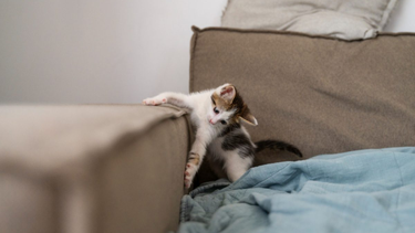 Trucos para evitar que tu gato arañe los muebles.&nbsp;