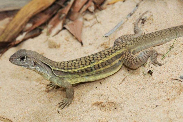 El lagarto&nbsp;Leiolepis ngovantrii