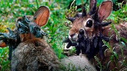 Según el&nbsp;Departamento de Parques y Vida Silvestre de Colorado, los crecimientos de cuernos y tentáculos no dañan a los conejos salvajes de&nbsp;EE.UU., a menos que sea un problema al momento de comer y beber.