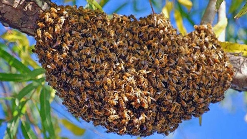 Enjambre de abejas