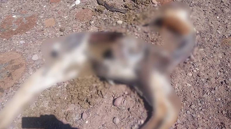 Investigan la muerte de 15 vicuñas en una reserva de Jujuy