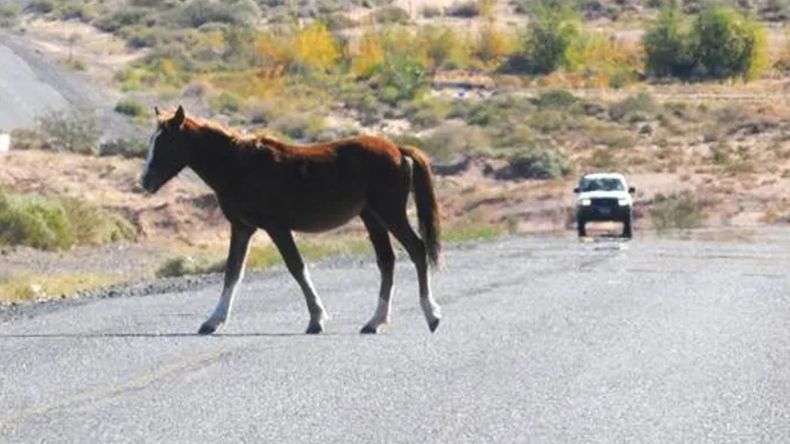 Multas por dejar animales sueltos en la vía pública (Foto ilustrativa)