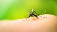 dengue:  cuales son las fases de la infeccion y cuando ir a la guardia